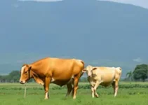 exclusão do Brasil da lista de exportadores de proteína animal