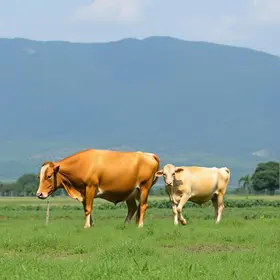 exclusão do Brasil da lista de exportadores de proteína animal